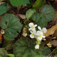 Begonia tenera Dryand.